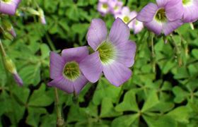 Image result for Oxalis lasiandra