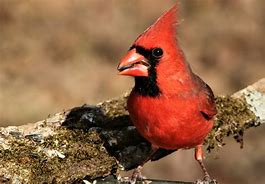 Image result for Cardinal Outline