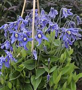 Image result for Clematis integrifolia