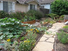 Image result for Squash Plant Front Yard