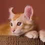 Image result for Real Cat Ears