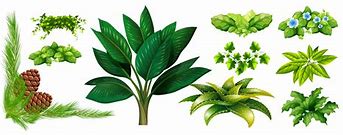 Image result for Different Plants