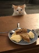 Image result for Cat with Pie On Face Meme
