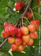 Image result for Prunus avium Bigarreau Napoleon