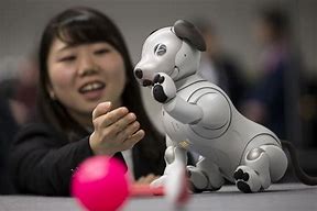 Image result for Aibo Brown Dog Price