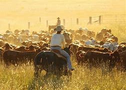 Image result for Mustering