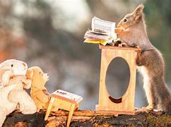 Image result for Funny Squirrel Backgrounds