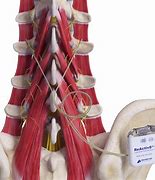 Image result for Back Nerve Stimulator