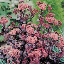 Image result for Sedum Purple Emperor