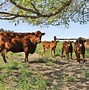 Image result for West Virginia Cattle