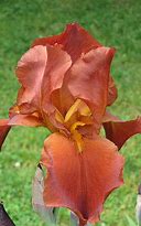 Image result for Iris germanica Sultans Palace