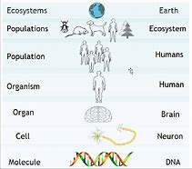 Image result for Biological Hierarchy