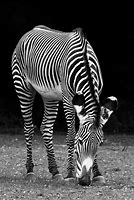 Image result for Zebra Black and White