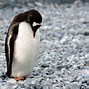 Image result for Penguin Alone