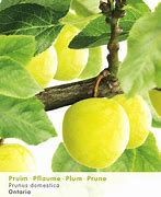 Image result for Prunus domestica Ontario