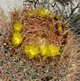 Image result for California Desert Barrel Cactus