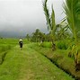 Image result for arrozal