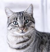 Image result for Gray Cat Face