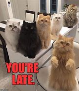 Image result for Funny Cate Office Meme