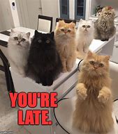 Image result for Cat Meme Offic