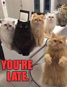 Image result for Office Work Cat Meme
