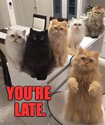 Image result for Office Cat Meme Funny