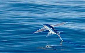 Image result for Animal That Flies