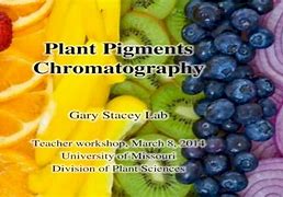 Image result for Chromatography in Cellular Biology