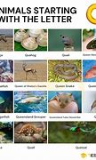 Image result for Q Animals List