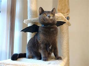 Image result for Cat with Bat Meme
