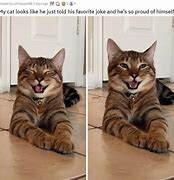 Image result for Cat Smiling Up Meme