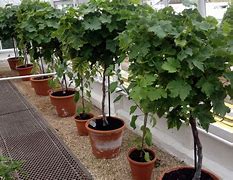 Image result for Grapes in Containers