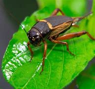 Image result for Do Crickets