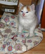 Image result for Are You OK Cat Meme