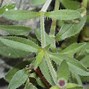 Bildergebnis für Saponaria ocymoides