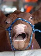Image result for Cow Making Funny Face