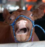 Image result for Really Funny Cows