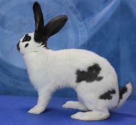 Image result for Checkered Giant Rabbit with Handler