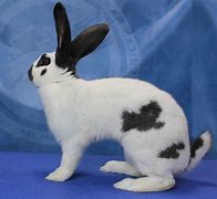 Image result for Checkered Giant Rabbit Anatomy