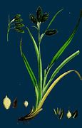Afbeeldingsresultaten voor Carex atrata