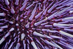 Image result for Sea Urchin Spines