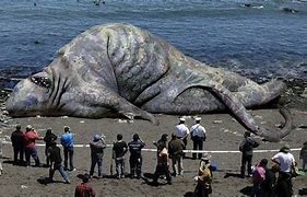 Image result for Biggest Sea Creature Ever Found