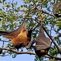 Image result for Black Fruit Bat Eating