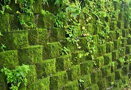 Image result for Moss Wall Block