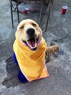 Image result for Dog Towel Meme