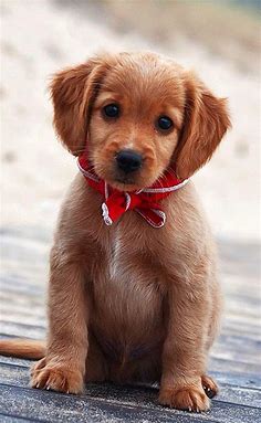 most unique dog: Cute Baby Golden retriever puppy So Sweet face