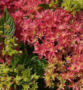 Image result for Hydrangea macrophylla Princess Diana