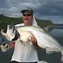Image result for Biggest Type of Fish in the World