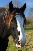 Image result for Draft Horse Head
