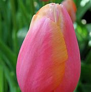 Resultado de imagen de Tulipa Menton